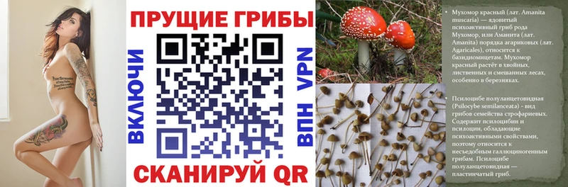 Галлюциногенные грибы Psilocybine cubensis купить наркоту Вязники