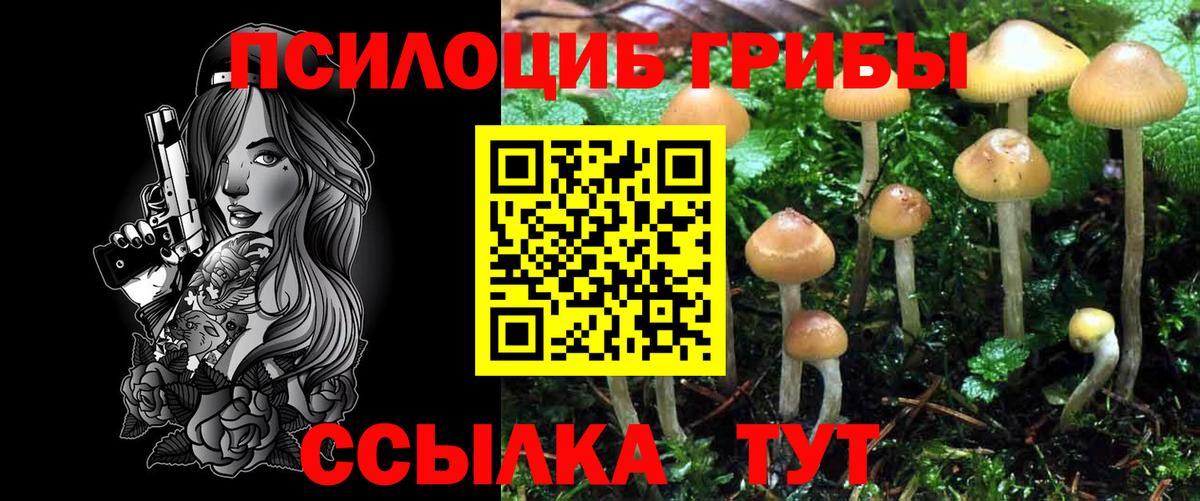 Псилоцибиновые грибы Cubensis Вязники